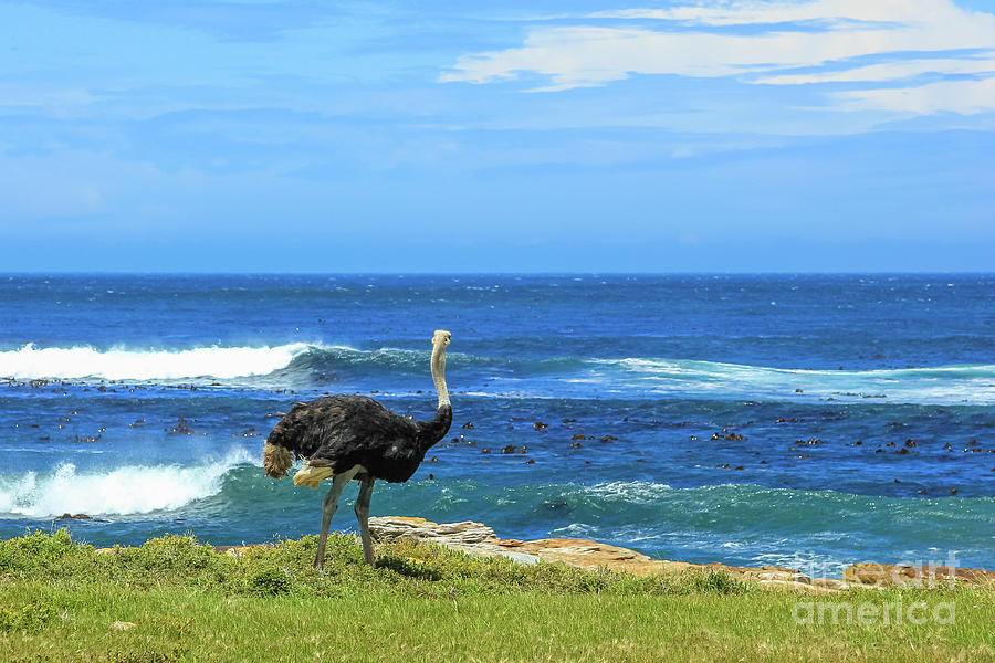 Female Ostrich Atlantic Coast Photograph by Benny Marty