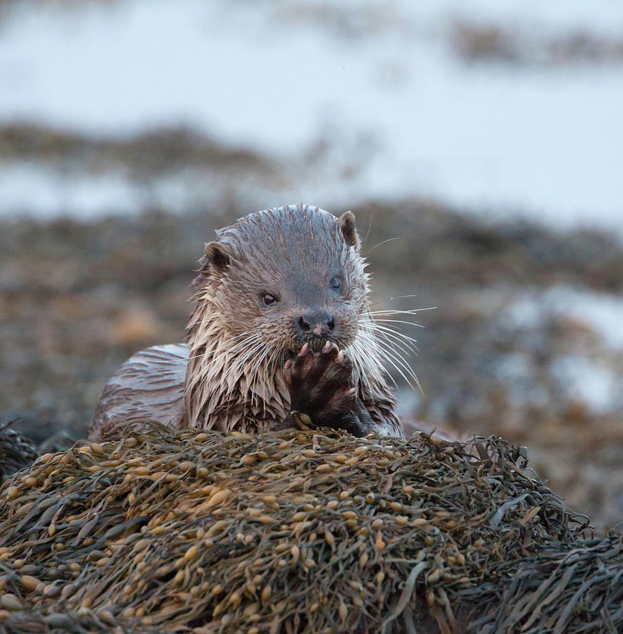 Female Otter Eating Photograph by Pete Walkden