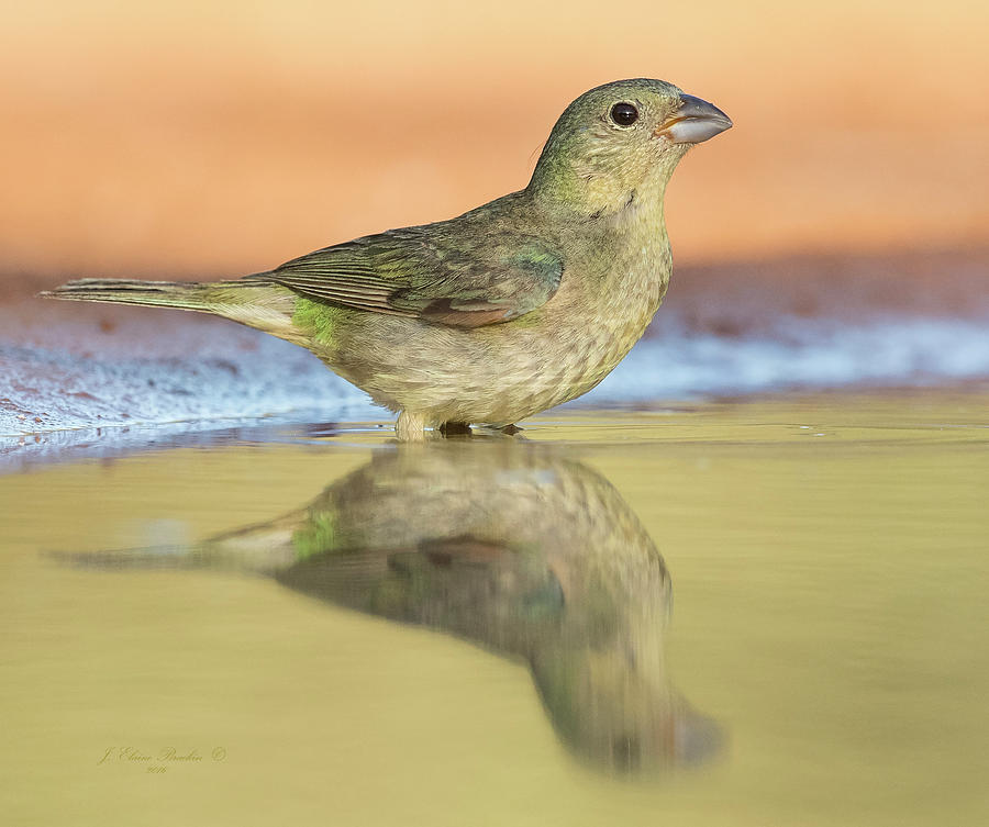 Female Painted Bunting Photograph By Elaine Brackin   Female Painted Bunting Elaine Brackin 