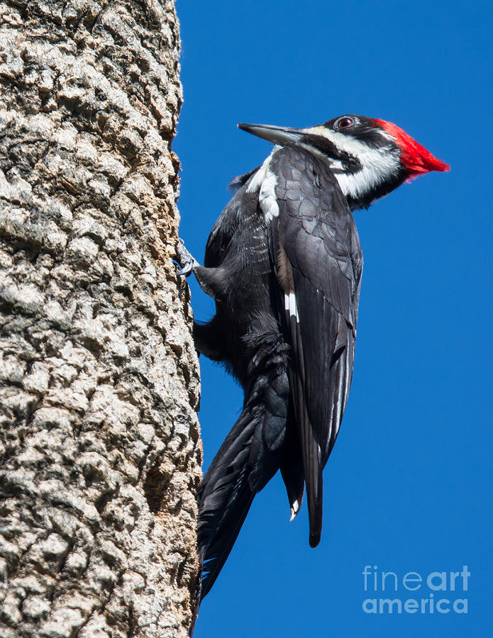Female Pilated Woodpecker Photograph by John Greco