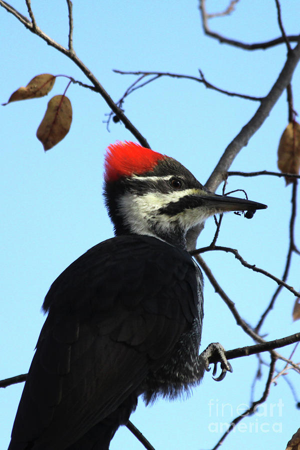 Female Pileated Woodpecker Photograph by Alyce Taylor