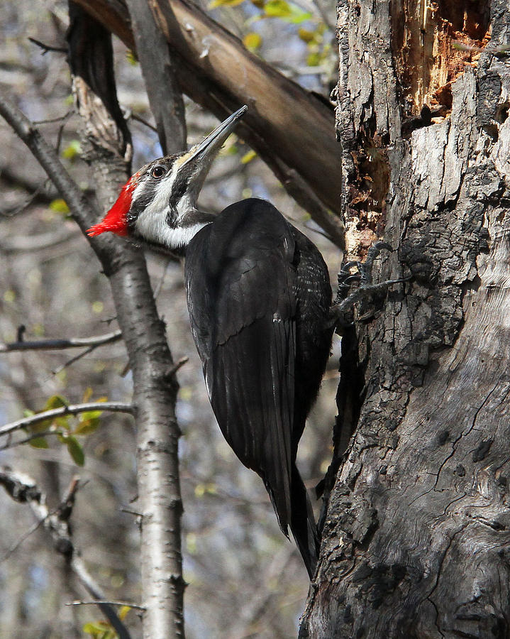 Female Pileated Woodpecker Photograph by Doris Potter
