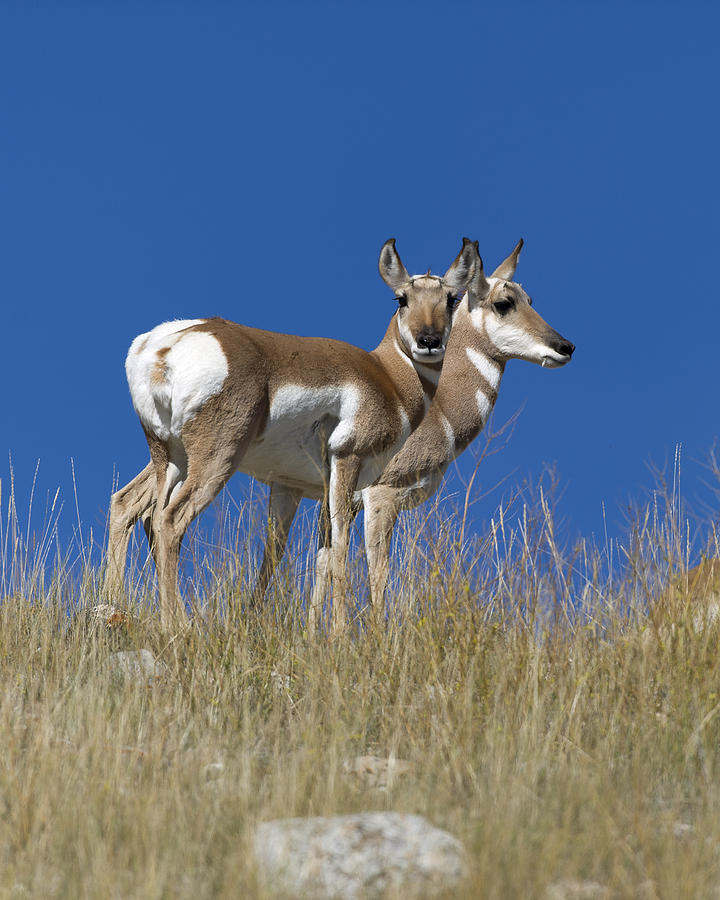 Female Pronghorn Antelope Photograph by Gary Langley