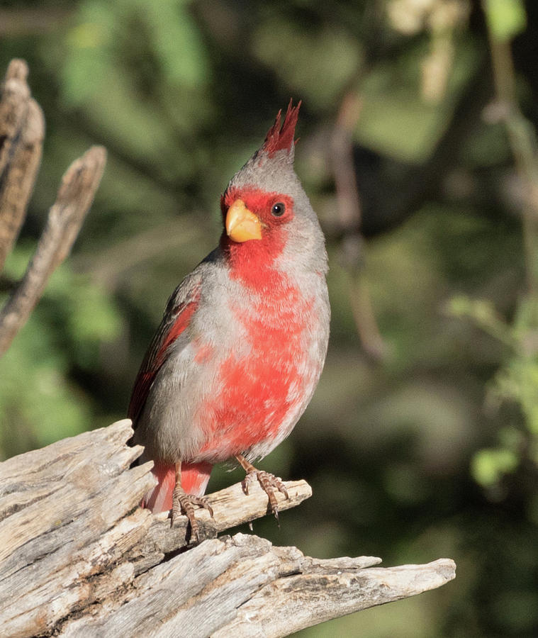 Female Pyrrhuloxia Photograph by Dee Carpenter - Pixels