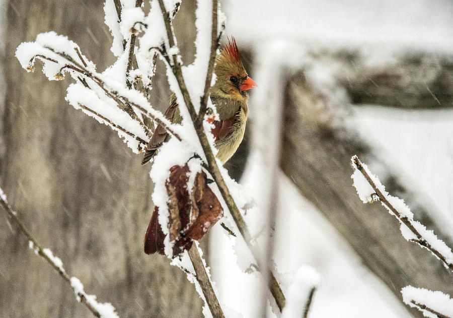 Female Readbird through the Snow Covered Branches Photograph by Douglas Barnett