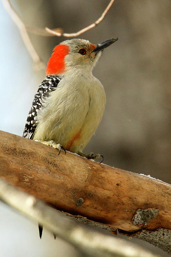 Female Red-bellied Woodpecker 4350 Photograph by Michael Peychich