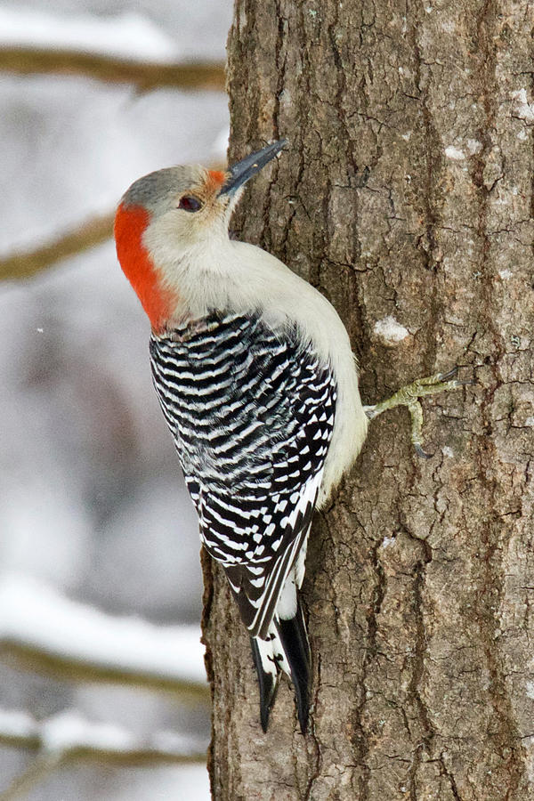 Female Red-bellied Woodpecker 5523 Photograph by Michael Peychich