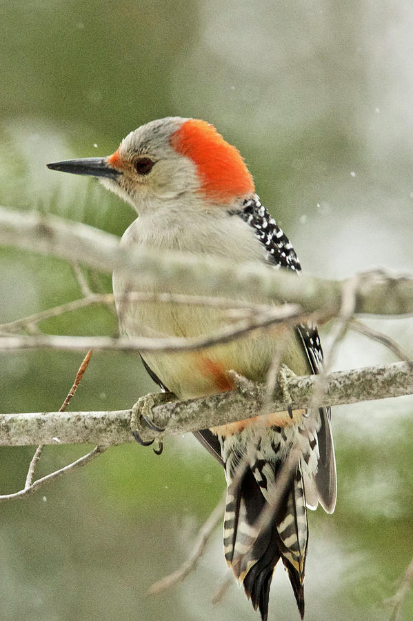 Female Red-bellied Woodpecker 5854 Photograph by Michael Peychich