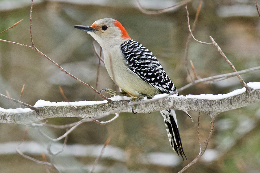 Female Red-bellied Woodpecker 6516 Photograph by Michael Peychich