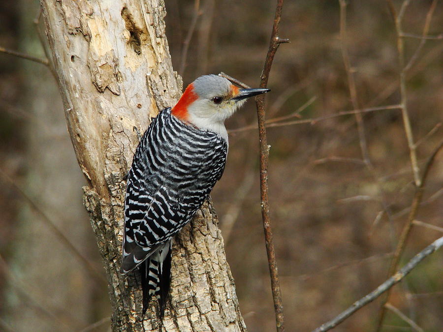 Female Red-bellied Woodpecker Photograph by Christine Peileke | Pixels