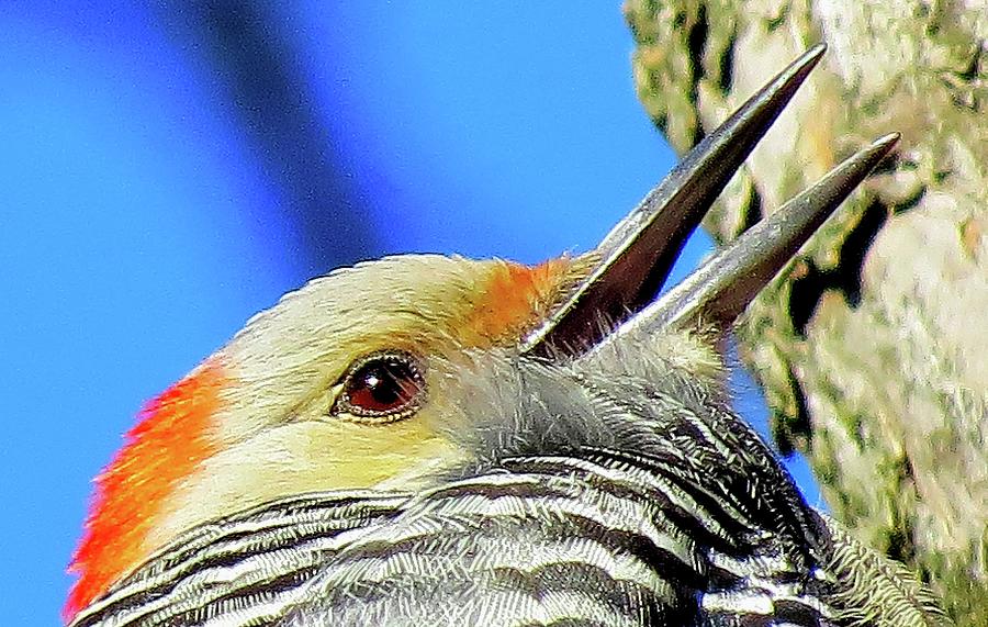 Female Red-bellied Woodpecker Close Up Photograph by Linda Stern