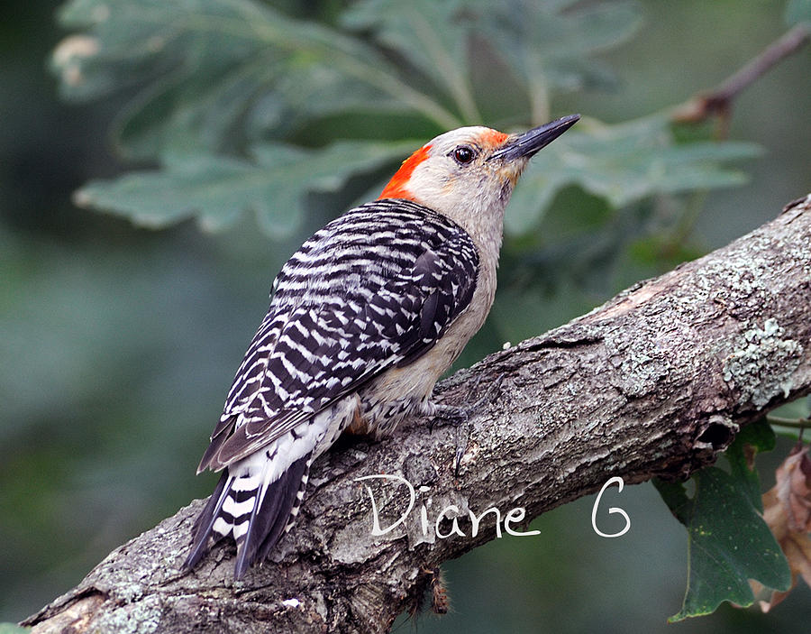 Female Red-bellied Woodpecker Photograph by Diane Giurco