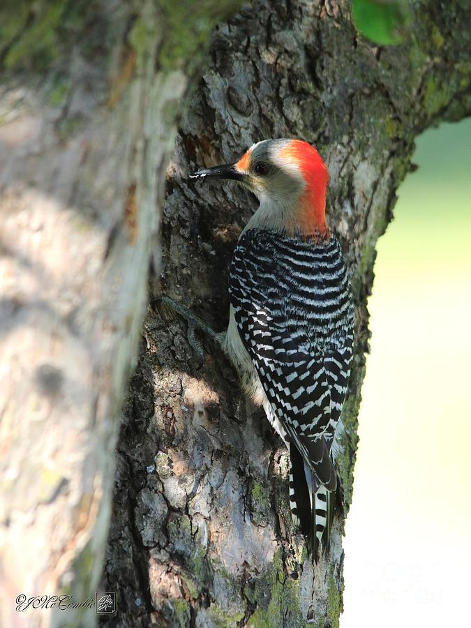 Female Red-Bellied Woodpecker Photograph by J McCombie
