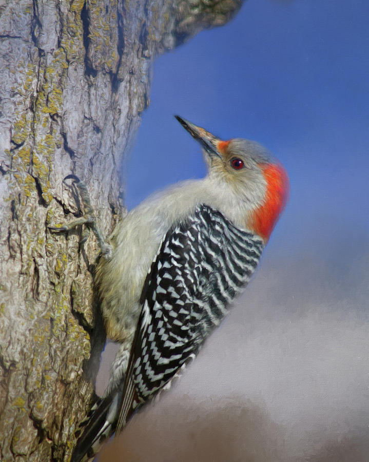 Female Red-bellied Woodpecker Photograph by Lana Trussell