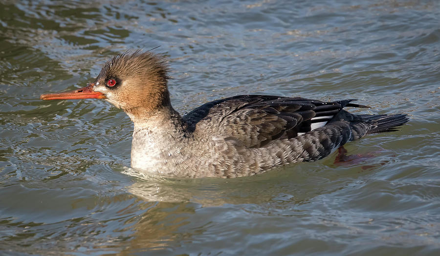 Female Red-Breasted Merganser Photograph by Ricky L Jones