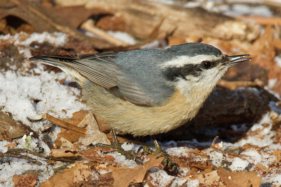 red breasted nuthatch