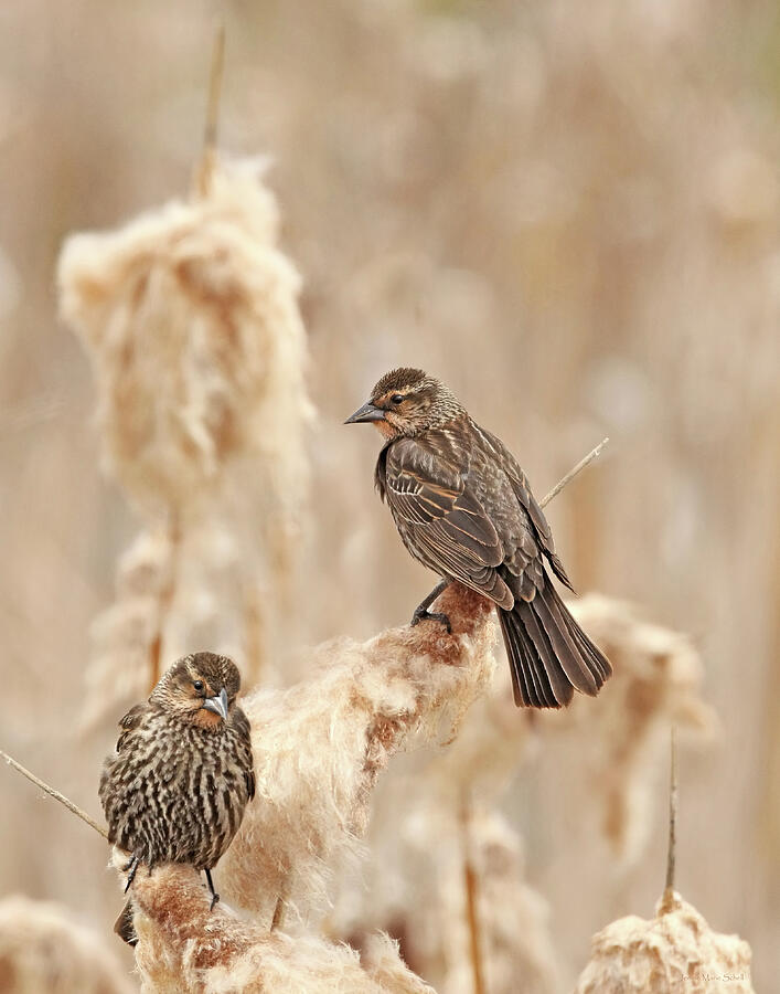 Female Red-wing Blackbirds Photograph by Jennie Marie Schell