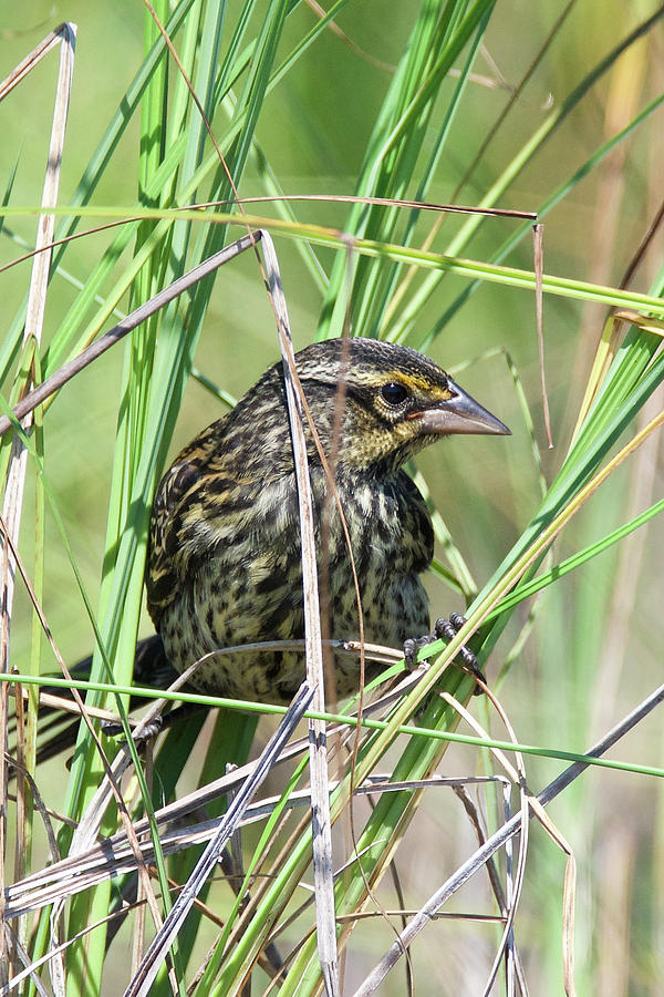 Female Red Winged Blackbird 5830 Photograph by Michael Peychich