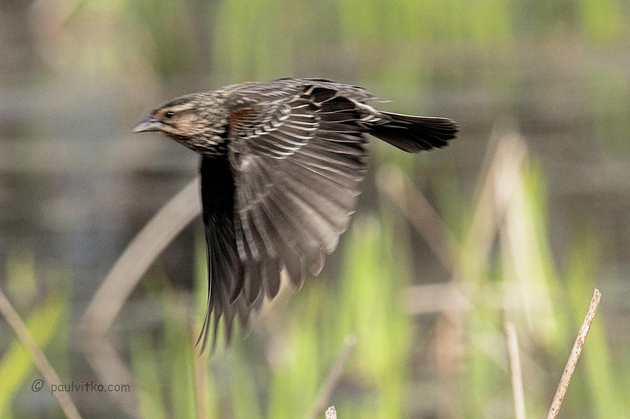 Female Red Winged Blackbird Above The Marsh.... Photograph by Paul Vitko