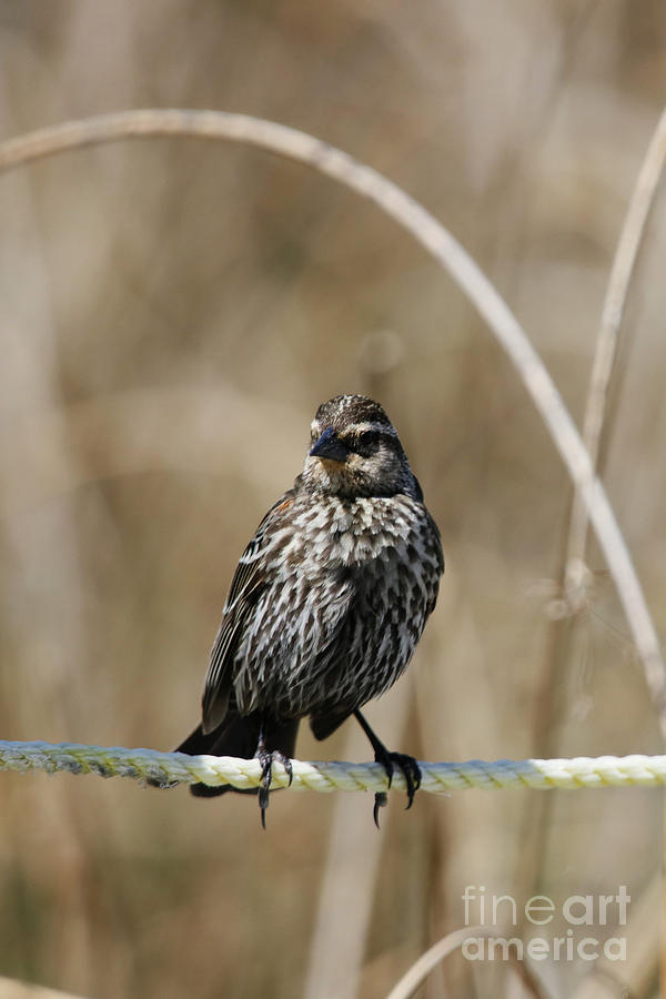 Female Red Winged Blackbird Photograph by Alyce Taylor
