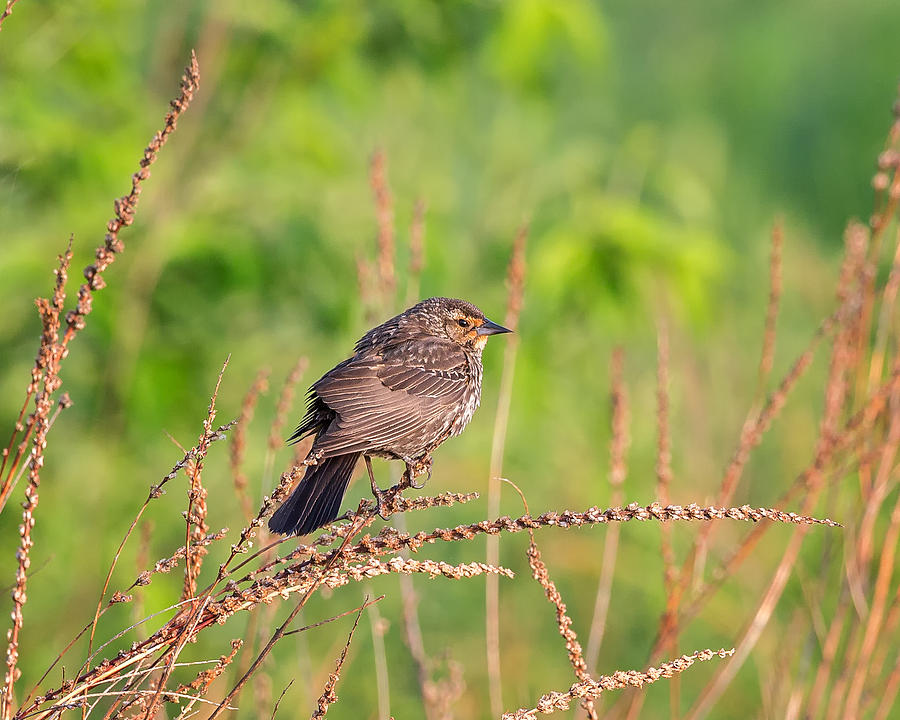 Blackbird Photograph - Female Red Winged Blackbird by Bill Wakeley