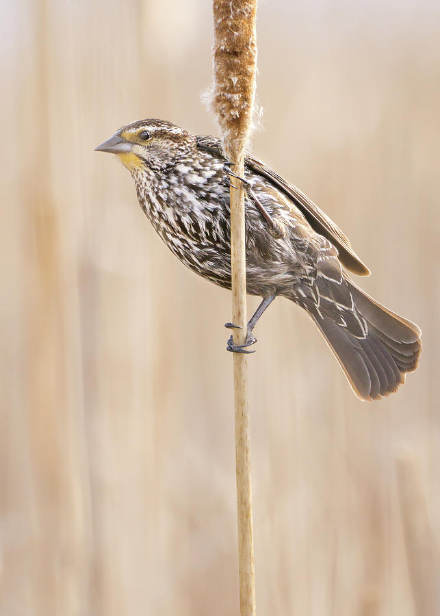 Female Red-winged Blackbird Photograph by Jim Hughes