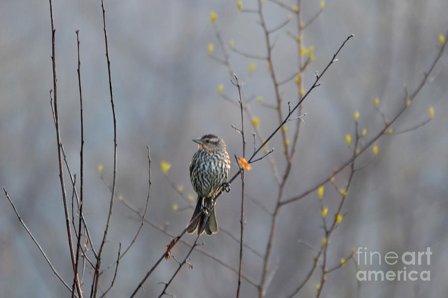 Female Red winged Blackbird Photograph by Lila Fisher-Wenzel