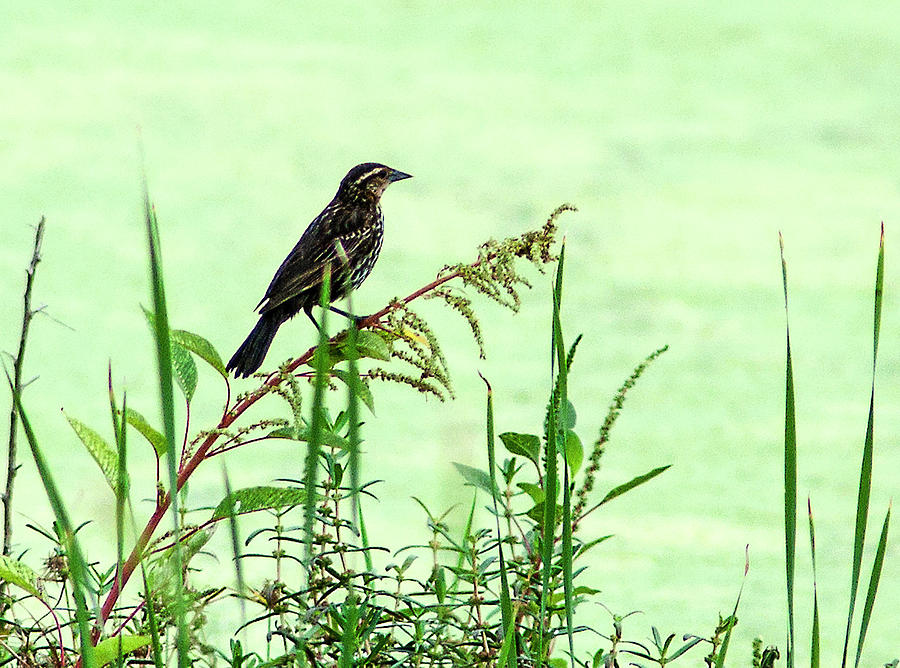 Female Red-Winged Blackbird Photograph by Norman Johnson