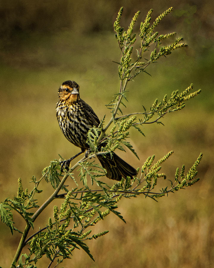 Female RedWinged Blackbird On Alert Photograph by Mitch Spence Fine