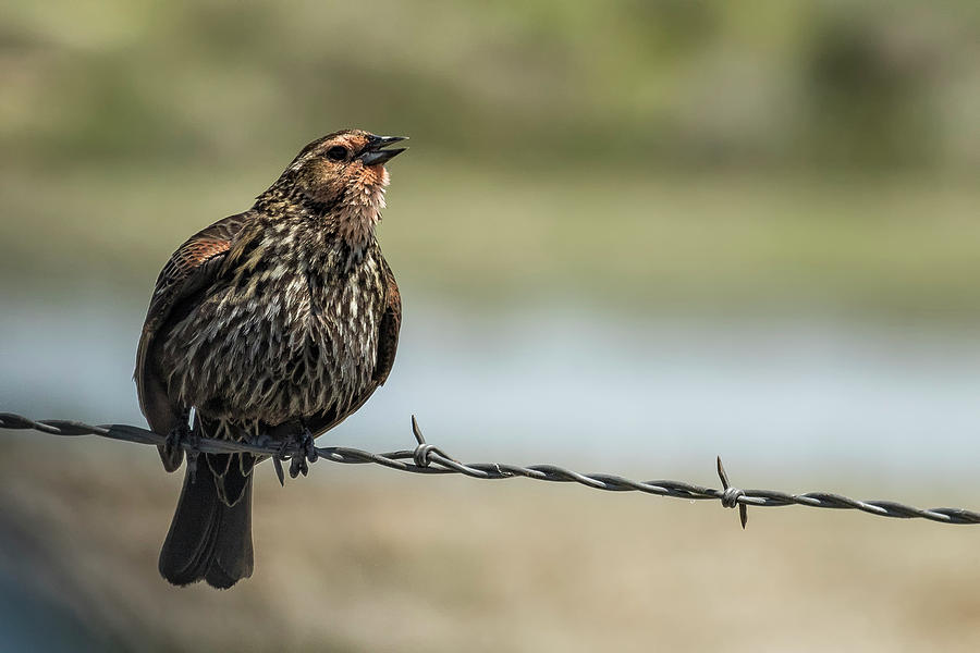 Bird Photograph - Female Red-winged Blackbird Puffed Up with Song by Belinda Greb