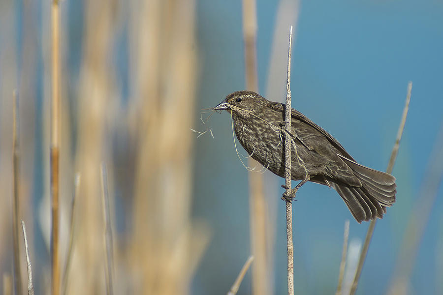 Female Red Winged Blackbird Photograph by Rick Mosher