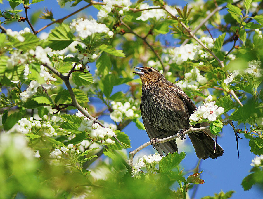 Blackbird Photograph - Female Red-winged Blackbird by Tony Beck