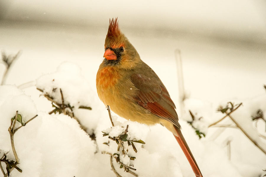 Cardinal Photograph - Female Redbird Perched in Snow by Douglas Barnett
