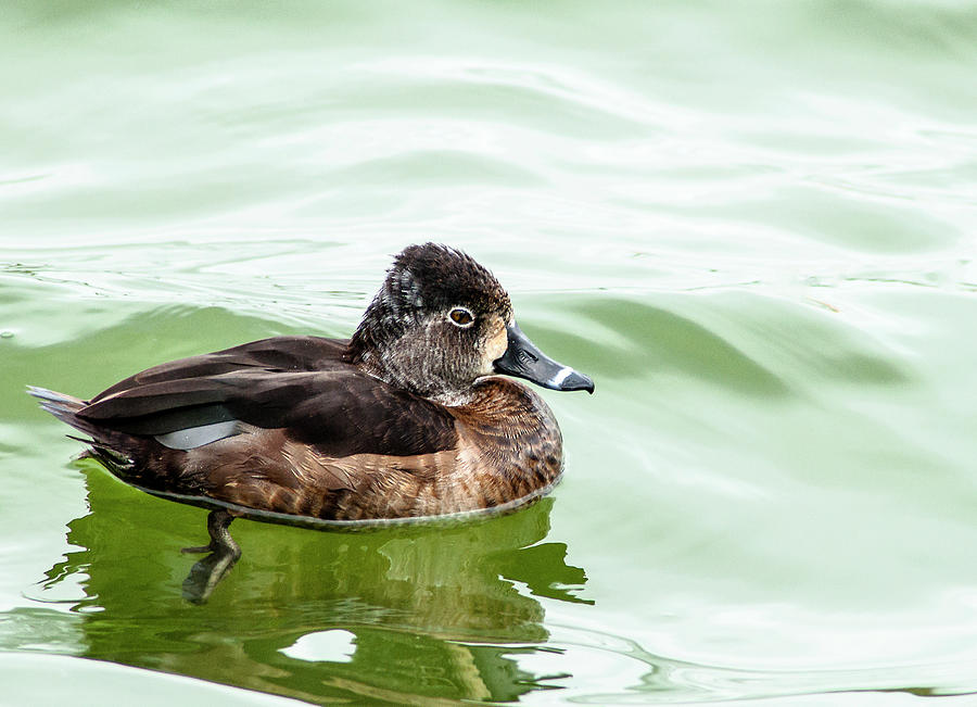 Ring-necked Duck - Aythya collaris | Wildlife Journal Junior