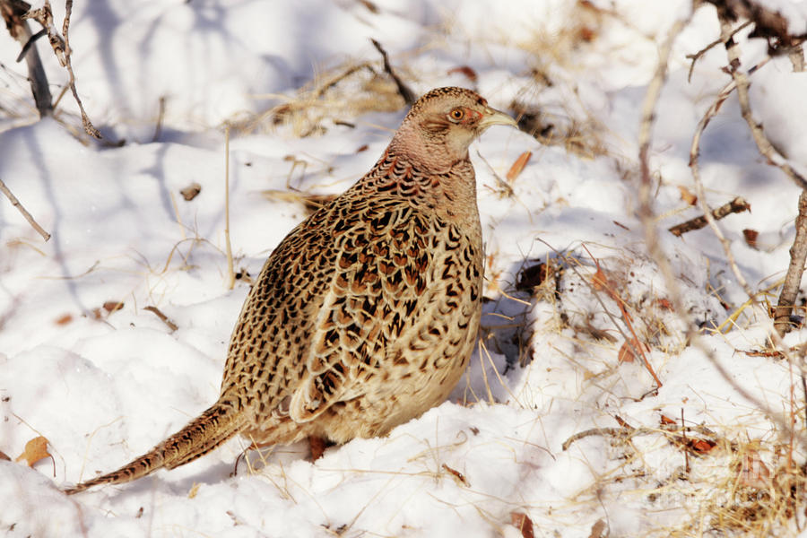 Female Ring Necked Pheasant Photograph by Alyce Taylor