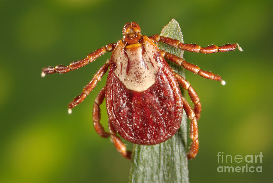 Female Rocky Mountain Tick Photograph by Science Source