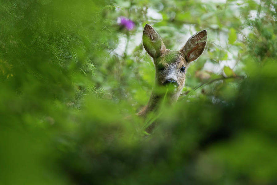 Female Roe deer portrait Photograph by Mircea Costina Photography