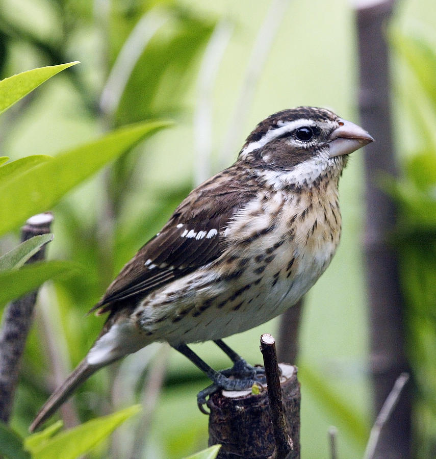 Female Rose Breasted Grosbeak Photograph By Gina Fitzhugh   Female Rose Breasted Grosbeak Gina Fitzhugh 