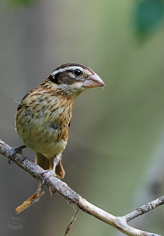 Female Rose Breasted Grosbeak Photograph By Steve Cossey Pixels   Female Rose Breasted Grosbeak Jestephotography Ltd 