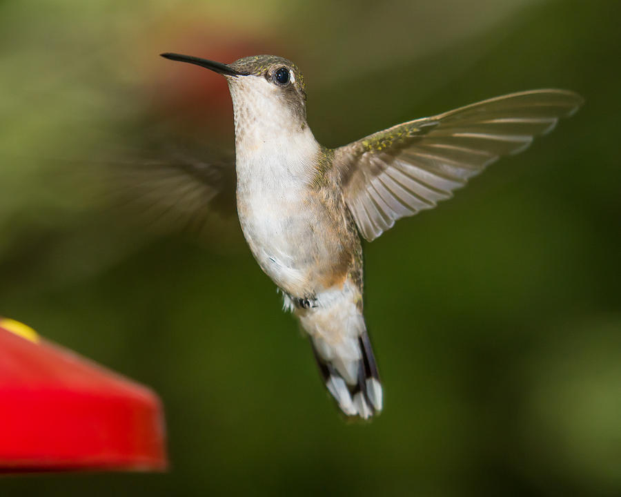 Female Ruby-throat Hummingbird Photograph by Robert L Jackson