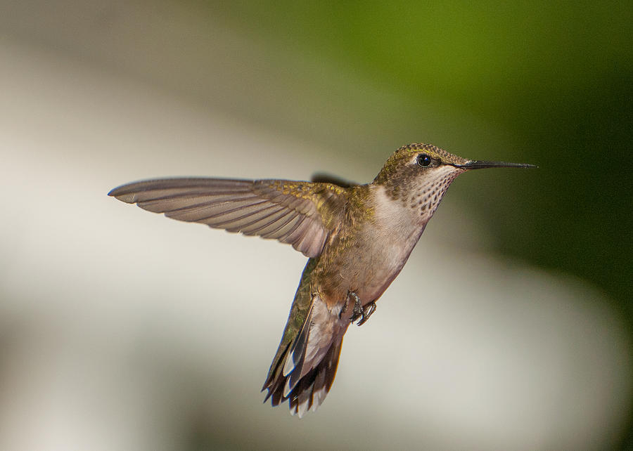 Female Ruby Throated Hummingbird Photograph by Brenda Jacobs