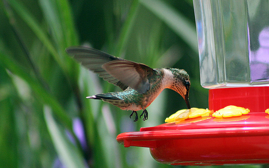 Bird Photograph - Female Ruby-Throated Hummingbird Feeding by DB Hayes