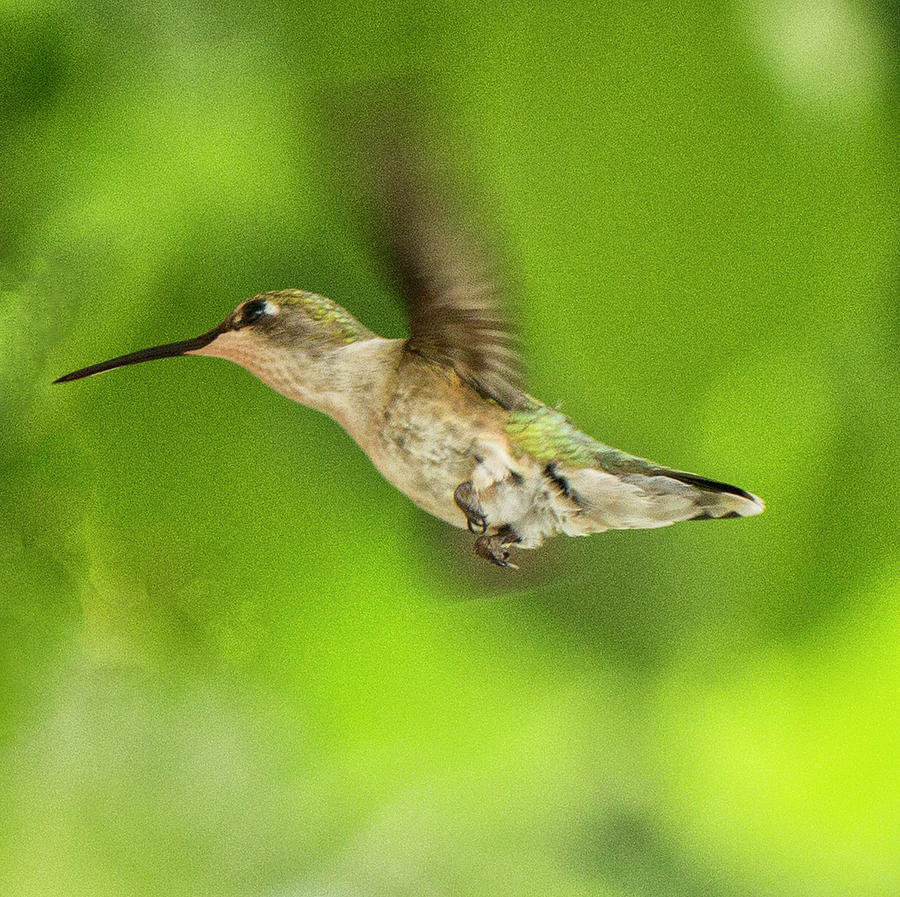 Female Ruby-Throated Hummingbird in flight 1 Photograph by Constantine Gregory