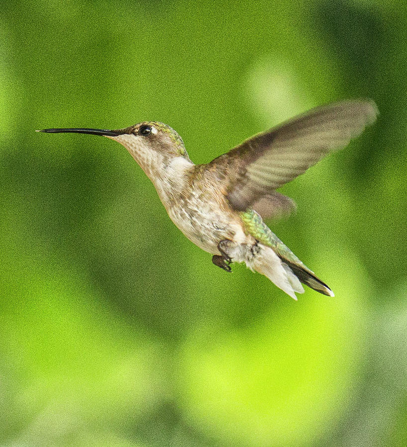 Female Ruby-Throated Hummingbird in flight 2 Photograph by Constantine Gregory