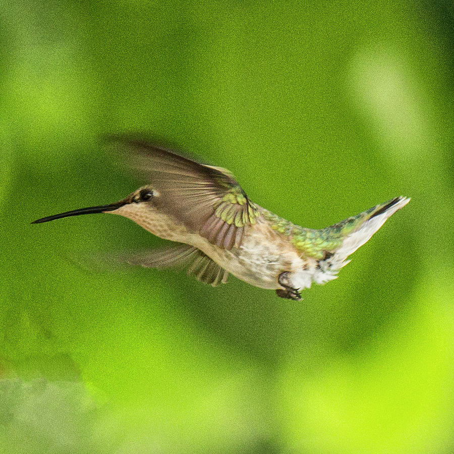 Female Ruby-Throated Hummingbird in flight 4 Photograph by Constantine Gregory