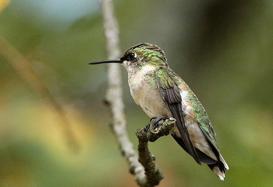 Female Ruby-Throated Hummingbird on Branch Photograph by Sheila Brown