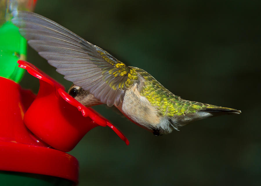Female Ruby-Throated Hummingbird Photograph by Robert L Jackson