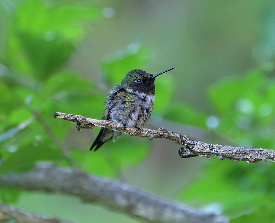 Ruby-throated hummingbird #2 Photograph by Ronda Ryan