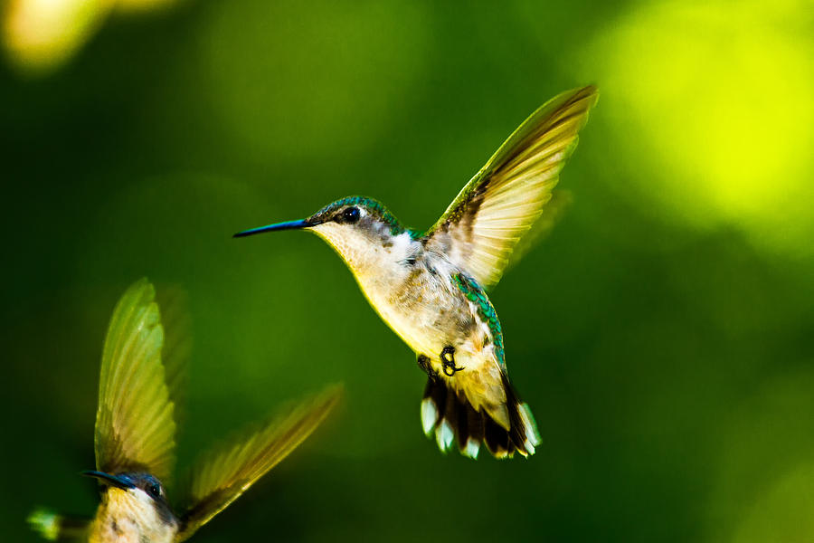Female Ruby Throated Hummingbirds In Flight Photograph by Barry Jones