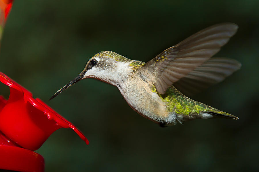 Female Ruby-Troated Hummingbird Photograph by Robert L Jackson